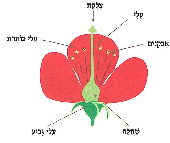 (בספר איור של נוגה ושביט משוחחים)